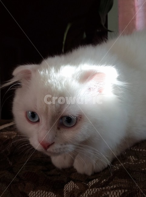 고양이,cat,하이랜드폴드,애완동물,pet,포유류,mammal,동물,animal,시선,집중