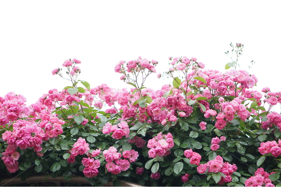 장미꽃,장미,핑크,맑음,5월,풍경,중랑천,식물,자연,plants,nature,꽃,flower