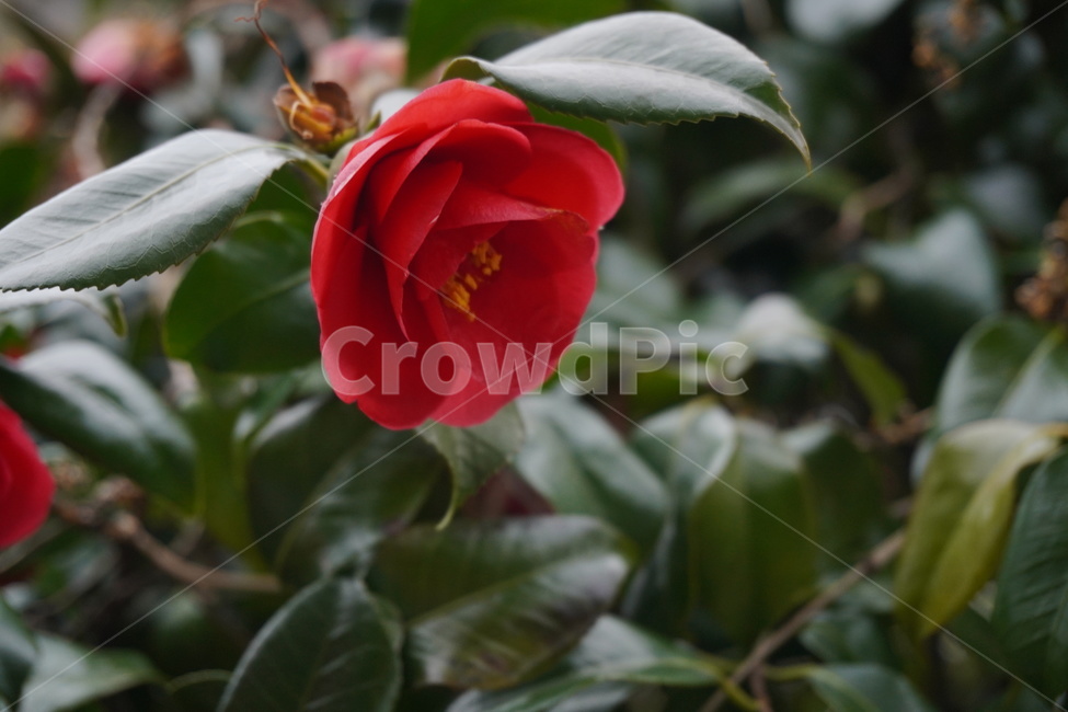 식물,plant,꽃,flower,blossom,동백,camellia,동백꽃,겨울꽃,겨울,흐린날,정원,섬,한국