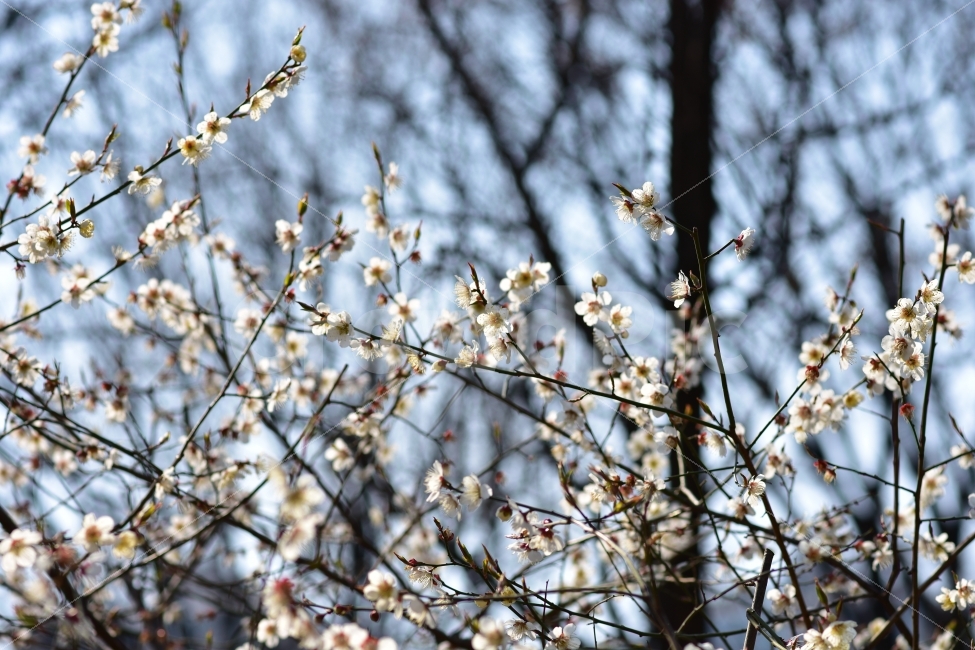 꽃,자연,자연풍경,매화,봄,봄꽃,하얀,식물,자연,plants,nature,봄,계절,spring,season,꽃,flower,plant