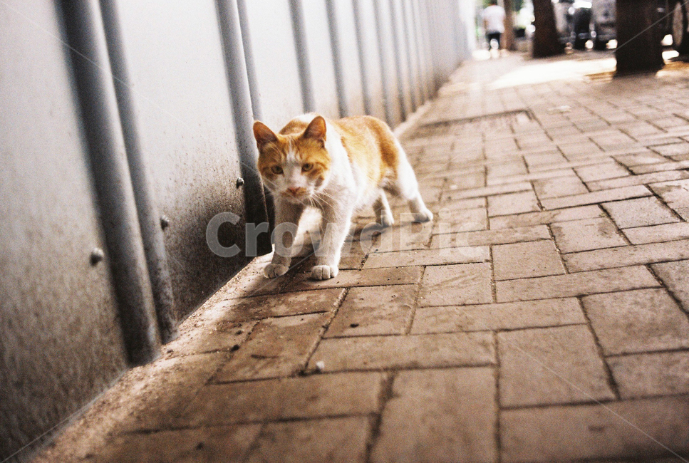 고양이,길냥이,야옹이,길고양이,동물,animal,cat,동물,animal,포유류,mammal,고양이,cat,kitten,kitty