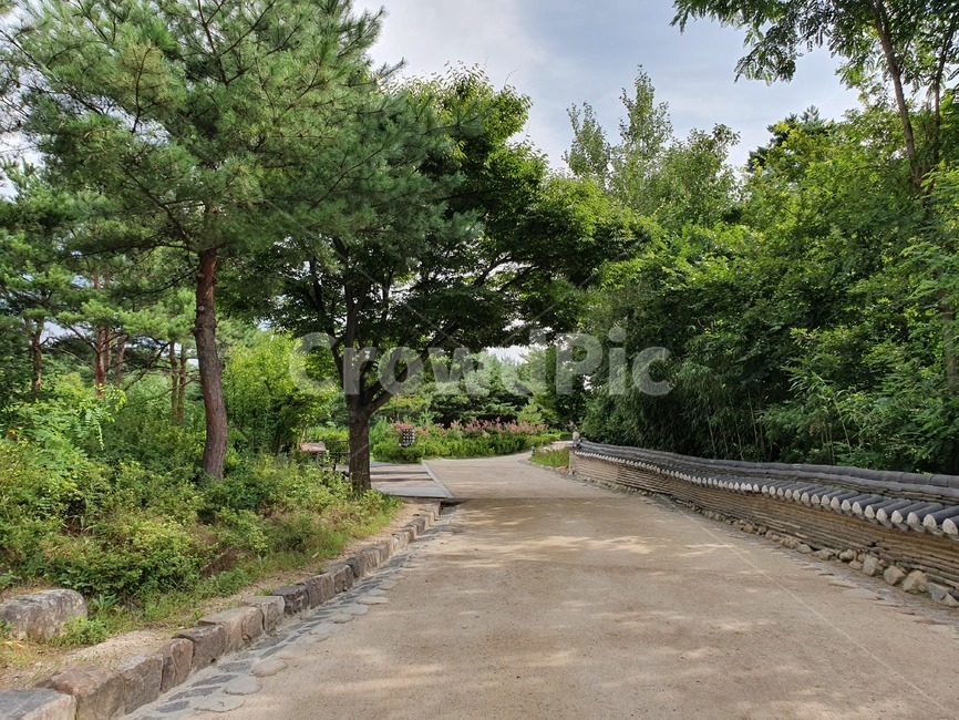 길,road,나무,tree,식물,자연,자연,풍경,nature,landscape
