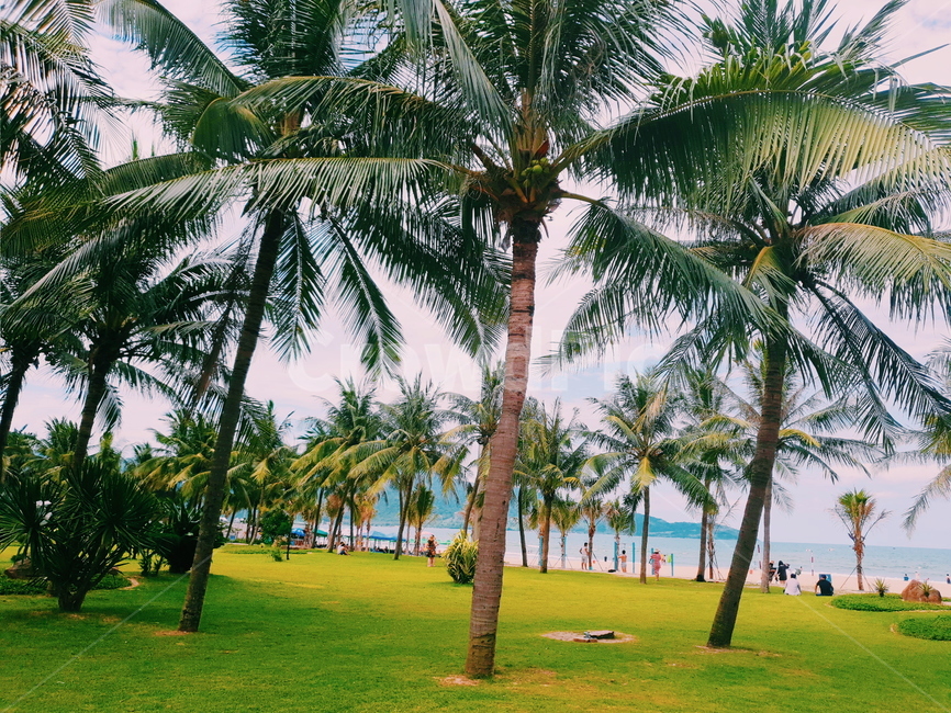 베트남,바다,다낭,해외,시원함,여름,계절,summer,season,자연,풍경,nature,landscape,해변,바다,beach,sea,해외,외국,세계,foreign,oversea,world,세계자연풍경,해외자연풍경,외국자연풍경,world nature landscape,여행,휴가,traveling,vacation,trip,감성,sensible,feeling,grass,잔디,plant,식물