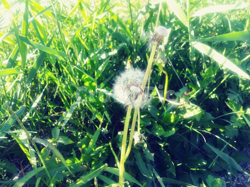민들레홀씨,민들레꽃,홀씨,꽃,자연,바라보다,관찰,여름,시골,summer,힐링,산적한,쉼,휴식,식물,자연,plants,nature,꽃,flower