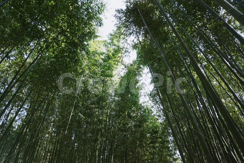 대나무,여름,울산,대나무숲,바람,Bamboo,Summer,Ulsan,Wind,자연,풍경,nature,landscape,여름,계절,summer,season,plant,식물,bamboo