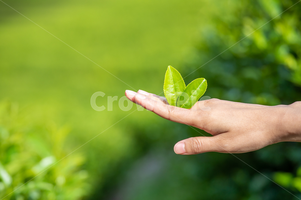보성녹차,전통차,녹차잎,녹차,찻잎,사람손,녹차밭,손,손가락,잎,그린티,밭,농장,농원,녹색,초록,푸른,색상,배경,재배,농업,봄,여름,나뭇잎,클로즈업,식물,자연,greentea,farm,green,tea,leaf,hand,finger,nature,plants
