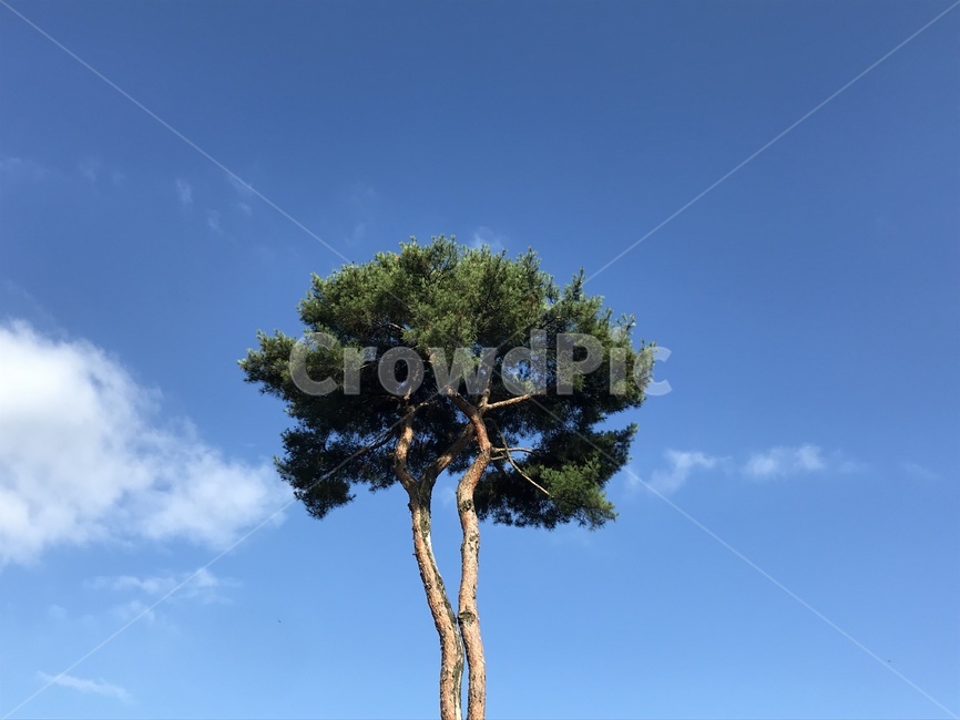 소나무,하늘,나무,식물,plant,tree