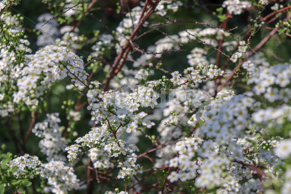 꽃,flowers,식물,꽃나무,geranium,flower,제라늄,plant,나무,tree,봄,spring,weather