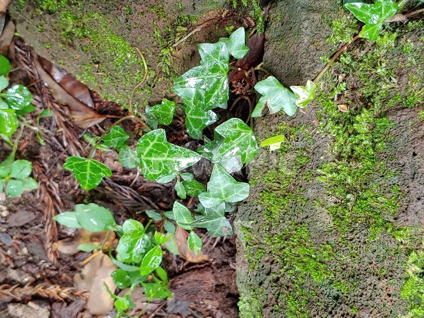 이끼,나무,담쟁이,아이비,숲,green,woods,plant,식물,자연,nature,환경,environment,신선한,fresh,trees,leaf,leaves,ivy