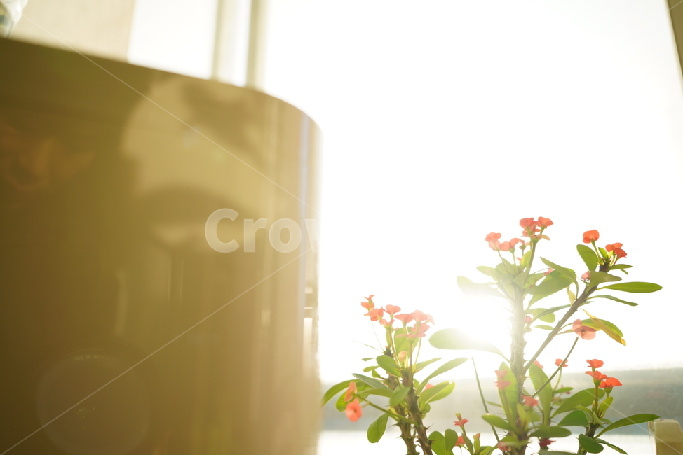 빛,화분,식물,꽃,플라워,취미,느낌,감성,창,창가,생명,생물,꽃,flower,실내용화초,화분,화초,house plant,휴식,힐링,rest,relaxation,healing
