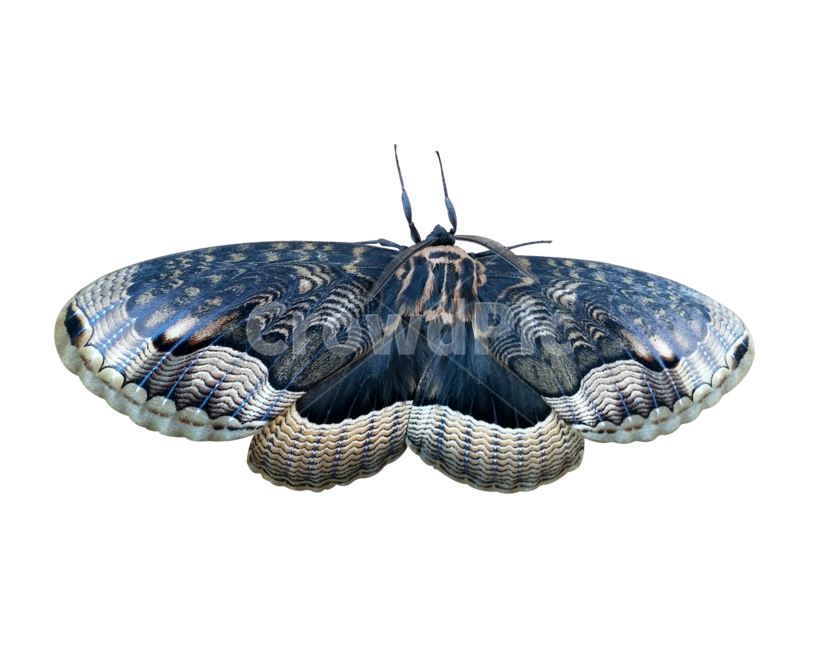 나방,moth,왕물결나방,왕나방,곤충,insect,무척추동물,나비,butterfly