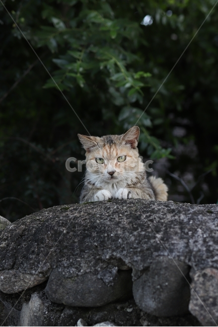 고양이,돌담,담장,길고양이,시골,cat,동물,animal,야옹,roadcat,귀여운,cute,동물,animal,포유류,mammal,고양이,cat,kitten,kitty