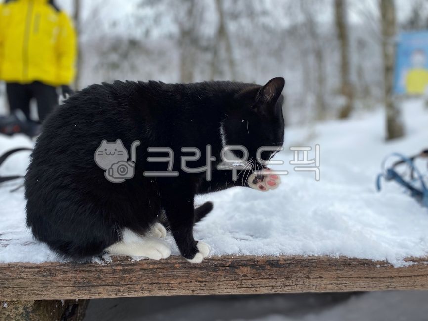 black cat,mountain cat,cat,animal,eyes