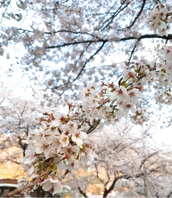 하동벚꽃길,벚꽃,봄꽃,벚꽃길,벚꽃나무,하얀벚꽃