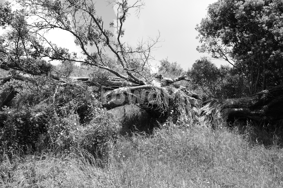 나무,자연,흑백사진,풀,생명,tree,blackandwhite,nature,grass