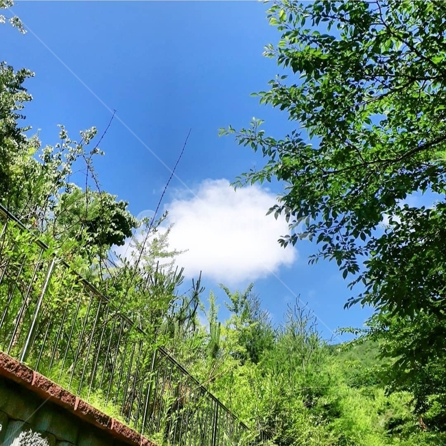 구름,하늘,맑은,푸른,시원한,초록,파란,청명한,cloud,솜사탕,하얀,파릇파릇,여름