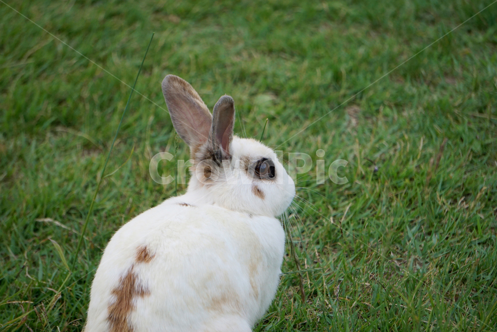 토끼,동물,야생,초식동물,포유류,자연,nature,rabbit,animal,야생동물,plant,식물,동물,animal,포유류,mammal
