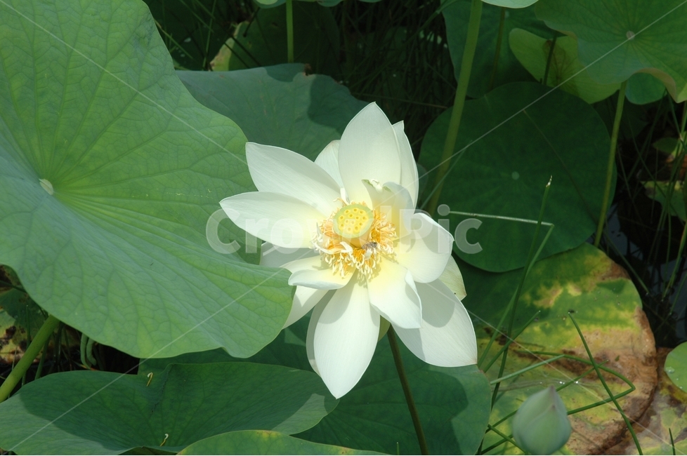 백련,연꽃,whitelotus,꽃,순결,식물,자연,plants,nature,꽃,flower