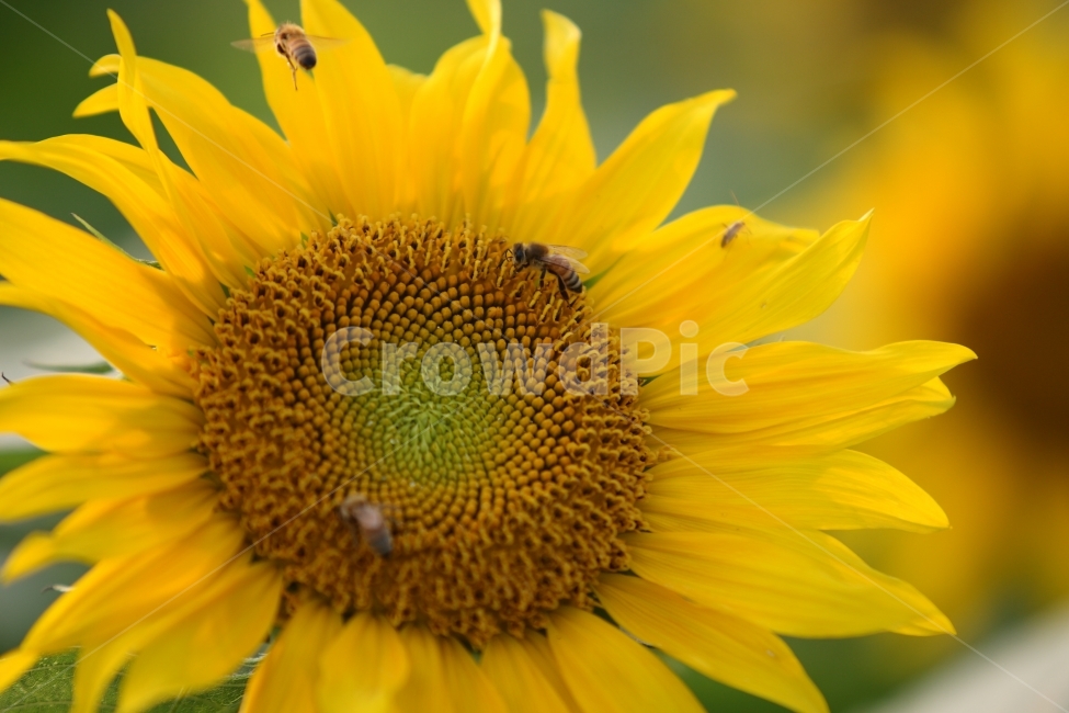 해바라기,여름,자연,풍경,식물,꽃,식물,자연,plants,nature,꽃,flower,동물,animal,곤충,벌레,insect,bug