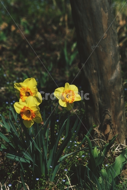 꽃,식물,flower,blossom,plant
