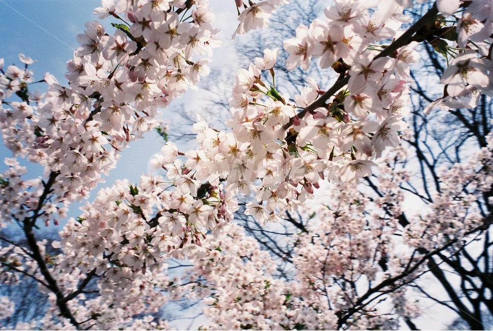 plant,식물,꽃,벚꽃,겹벚꽃,봄,flower,sakura,cherryblossom,blossom,bloom,fullbloom,피다,만개,사쿠라