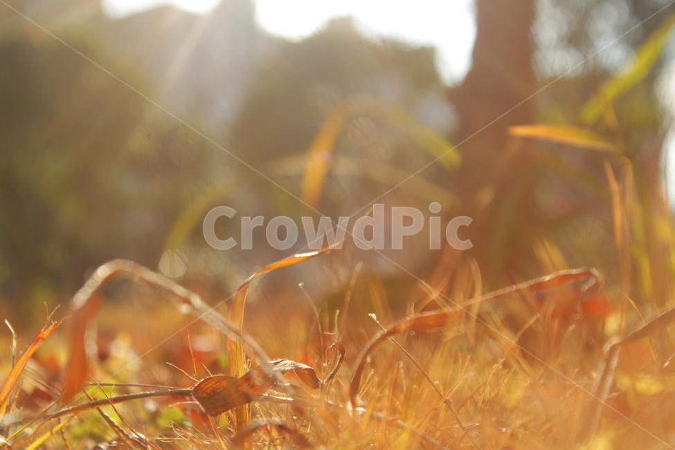 자연,햇살,빛,감성사진,풀,낮,햇빛,light,sun,감성,휴식,힐링,rest,relaxation,healing