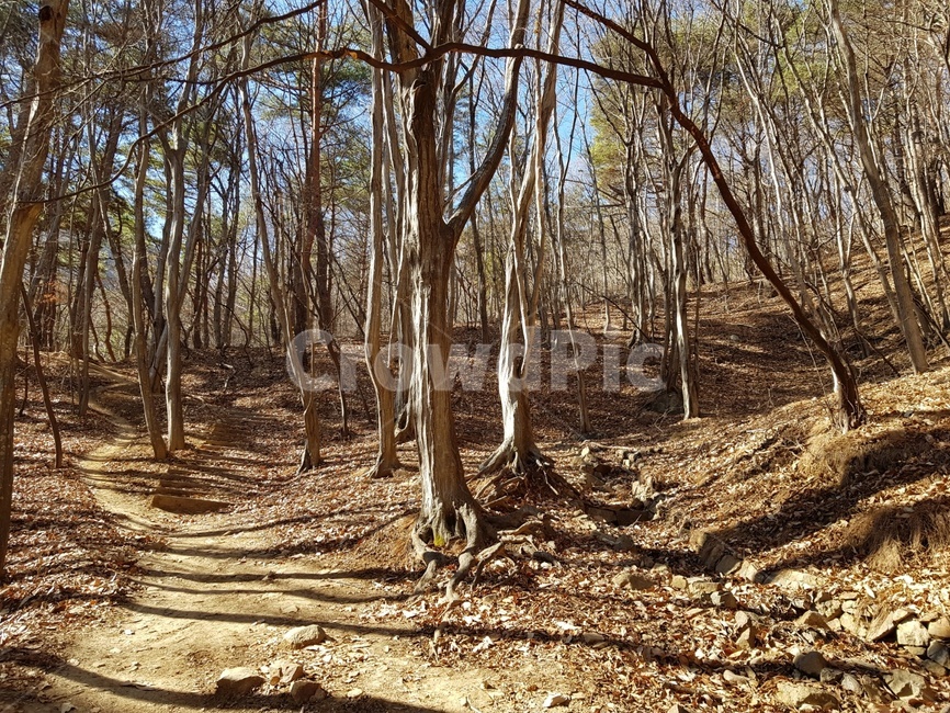 가을,나무,흙길,오솔길,산속