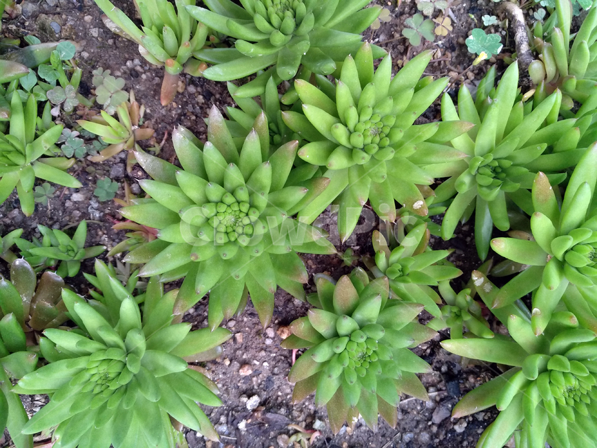 와송,와송재배,와송식물,와송농사,약용식물,식물,자연,plants,nature