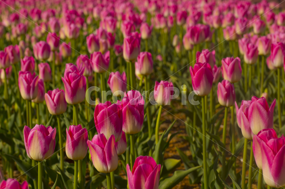 튜울립,튤립,꽃,꽃송이,분홍꽃,꽃밭,tulip,핑크,분홍튤립