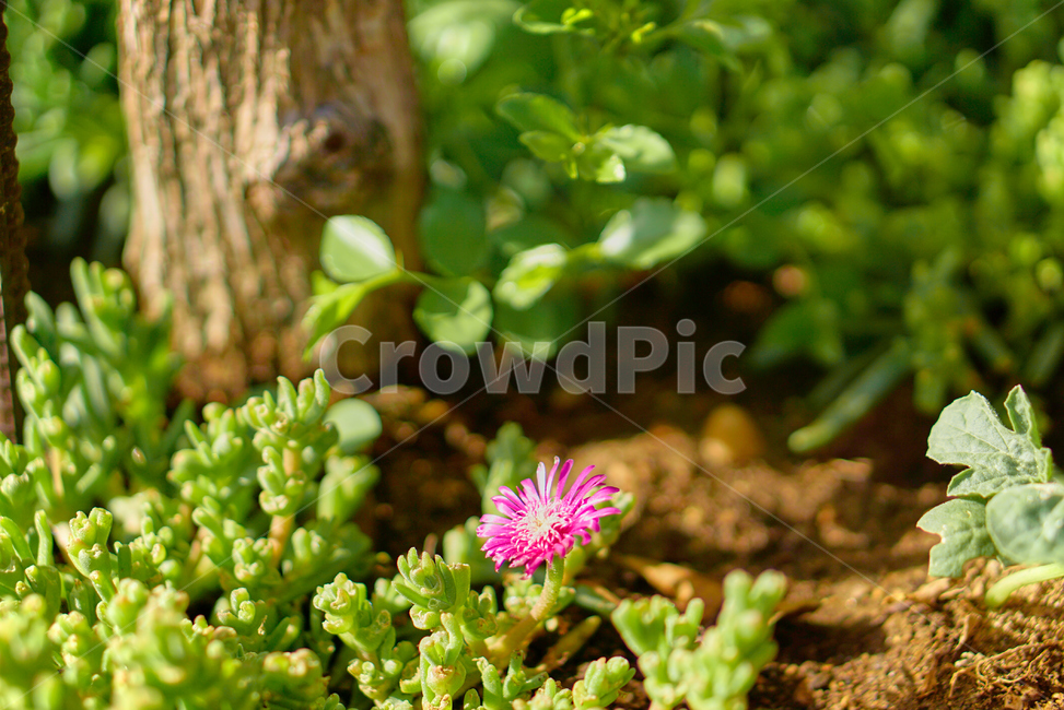 선인장,꽃,다육식물,생화,화분,들꽃,조화,flower,nature,자연,plant,Cactus,Succulents