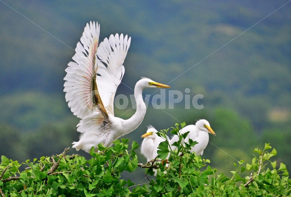 animal,동물,bird,새,egret,백로,백로육추,육추,waterfowl,물새,stork,황새,동물,animal,조류,새,birds