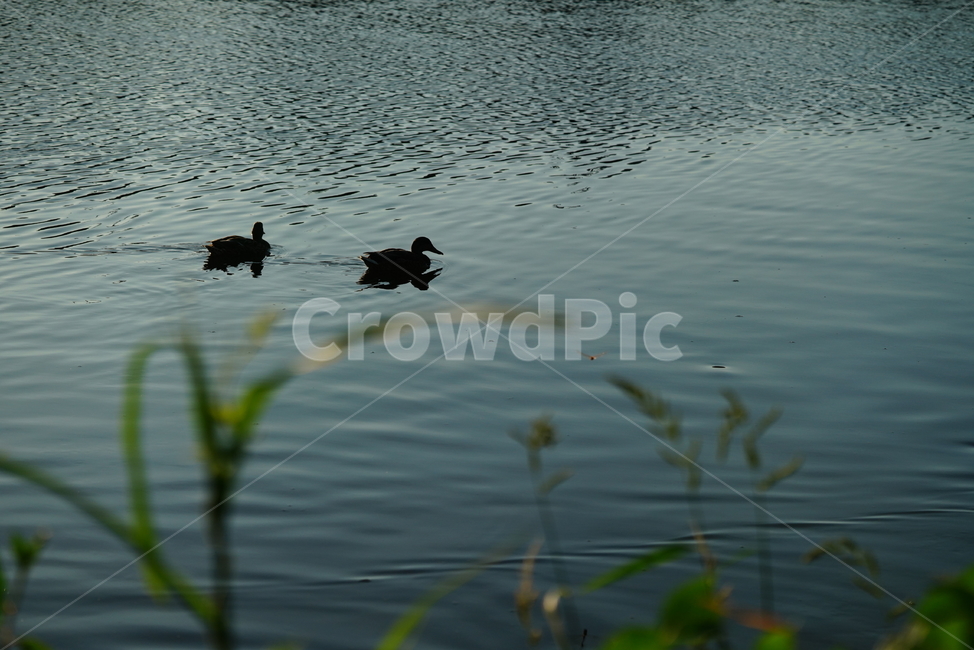 오리,새,생물,동물,duck,bird,생명,animal,outdoors,물,water,동물,animal,조류,새,birds