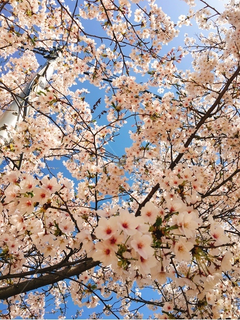 벚꽃,꽃,봄,하늘,벚꽃길,꽃놀이,꽃하늘,벚꽃하늘,햇살,풍경,봄,계절,spring,season,식물,자연,plants,nature,꽃,flower,plant,blossom