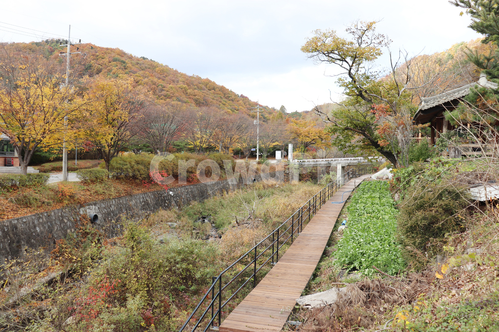 가을,숲,자연,nature,단풍,배경,background
