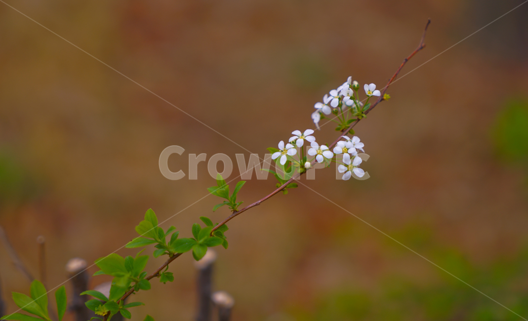 봄,뽐꽃,꽃,계절,식물,감성,자연,야생화,들꽃,식물,자연,plants,nature,꽃,flower
