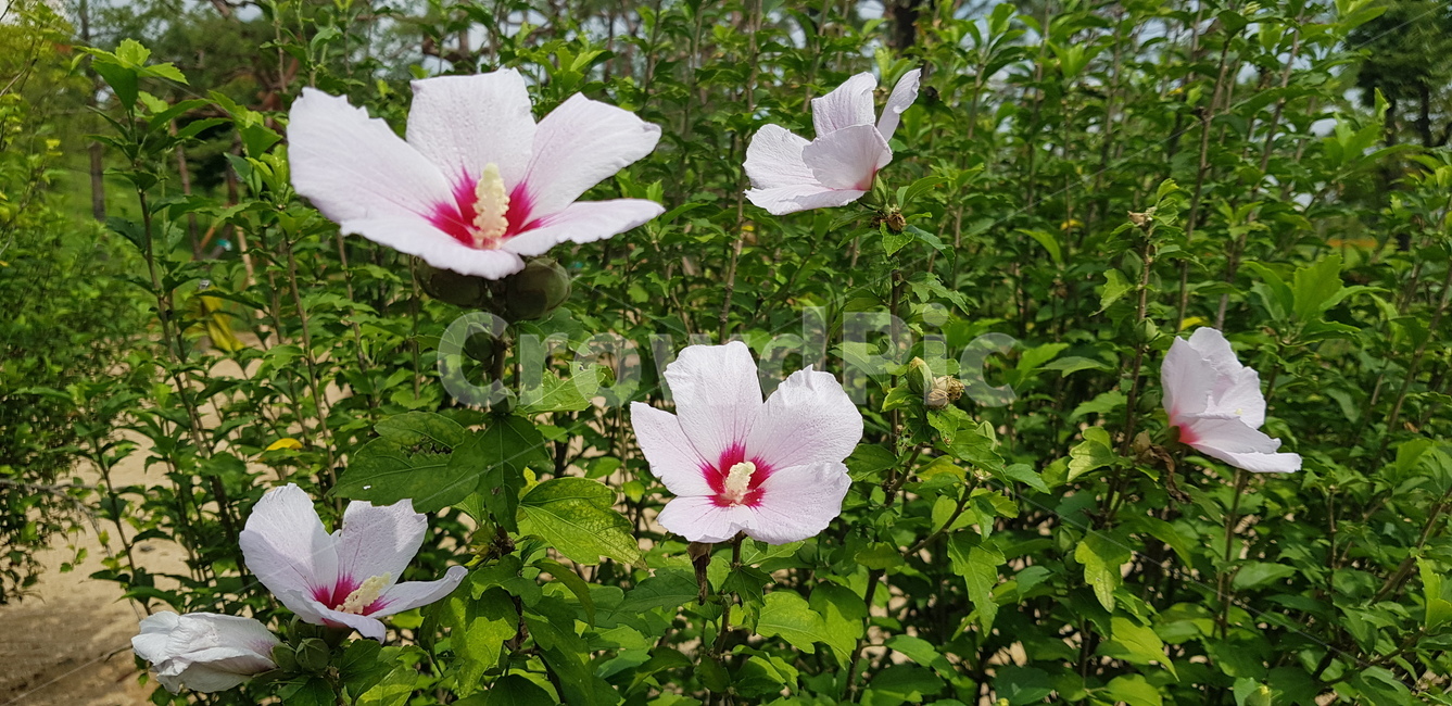 꽃,무궁화,나무,대한민국,식물,핑크,분홍,flower,blossom,geranium,그린,초록