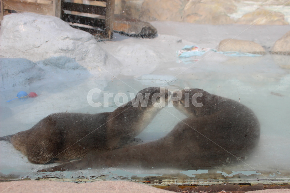 수달,뽀뽀,배경,동물,블루,파랑,동물,animal,포유류,mammal