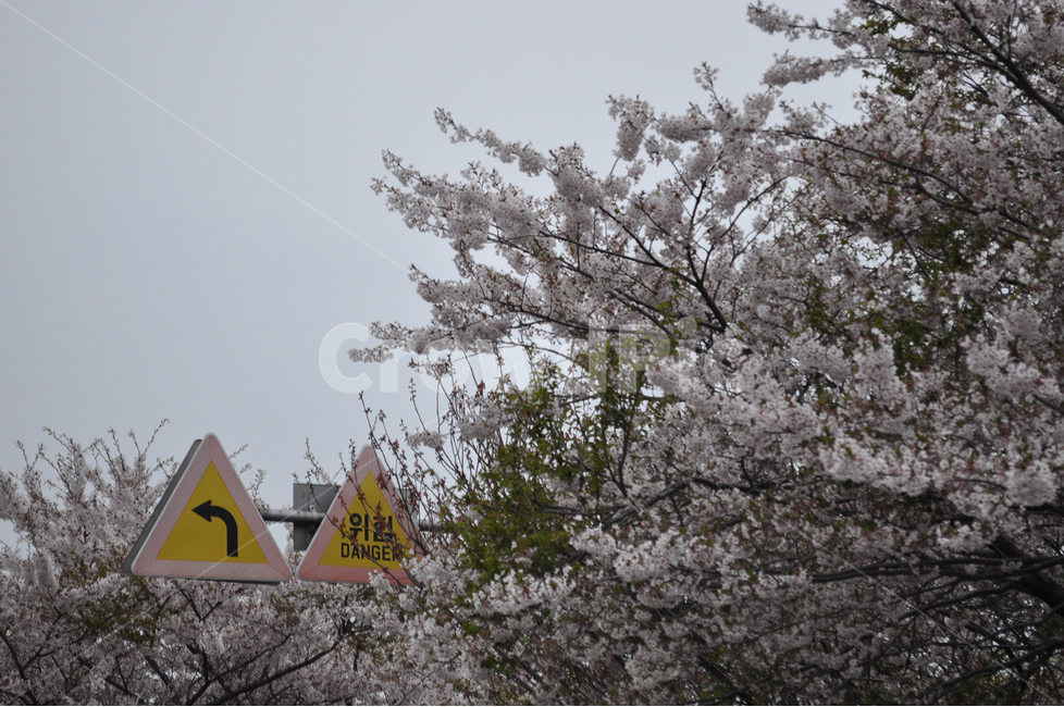plant,식물,blossom,꽃,flower,벚꽃,표지판,도로표지판,봄,나무가지,식물,자연,plants,nature,꽃,flower,나무,trees,wood