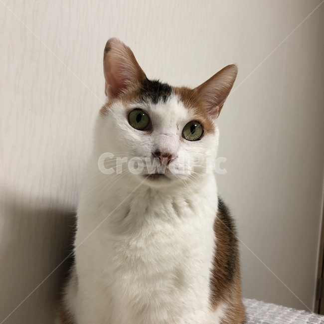 고양이,코리안숏헤어,cat,한국고양이,반려동물,코숏,삼색이,삼색고양이
