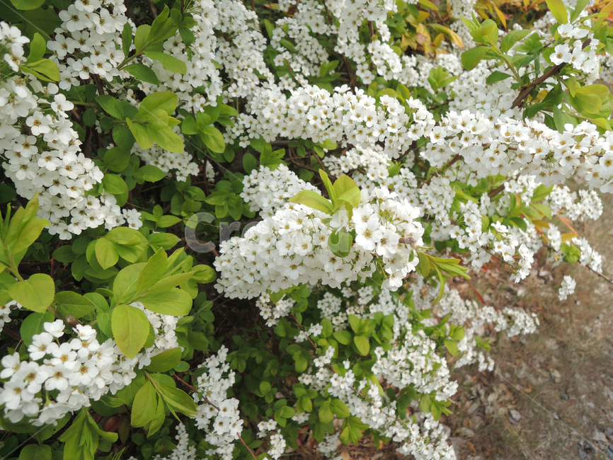 조팝나무,조팝나무꽃,조팝꽃,봄꽃,꽃,식물,식물,자연,plants,nature,꽃,flower