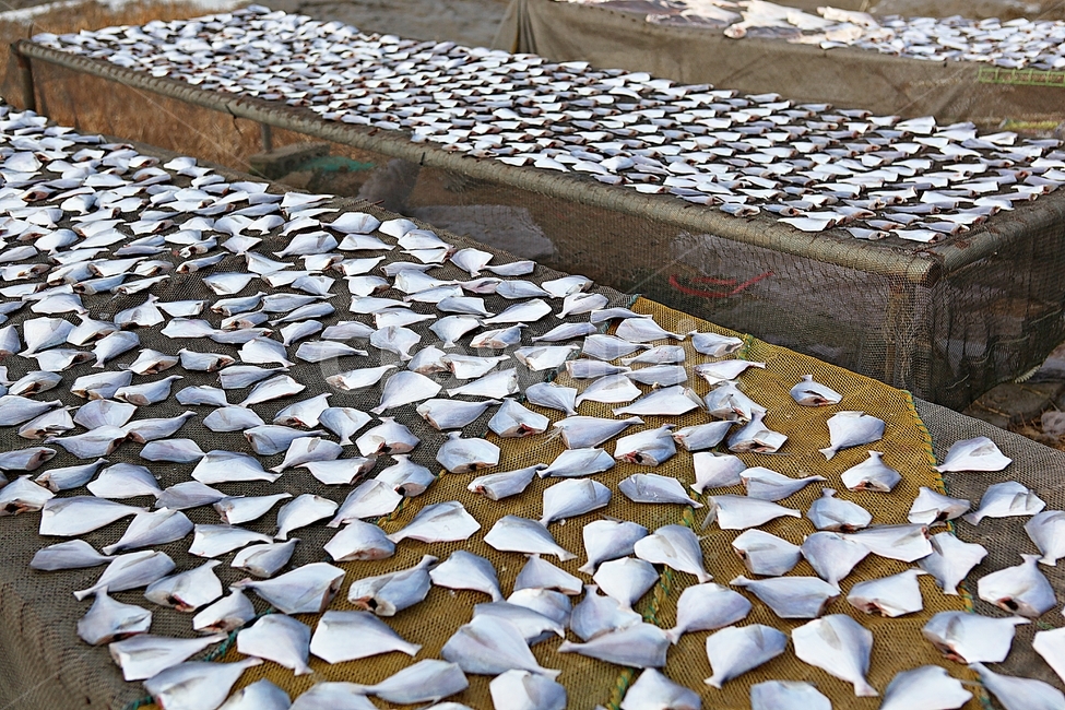 생선,병어,반건조생선,건조기,수산물,자연,풍경,수산물,해산물,fishery products,seafood,어업,fishery,fishing industry