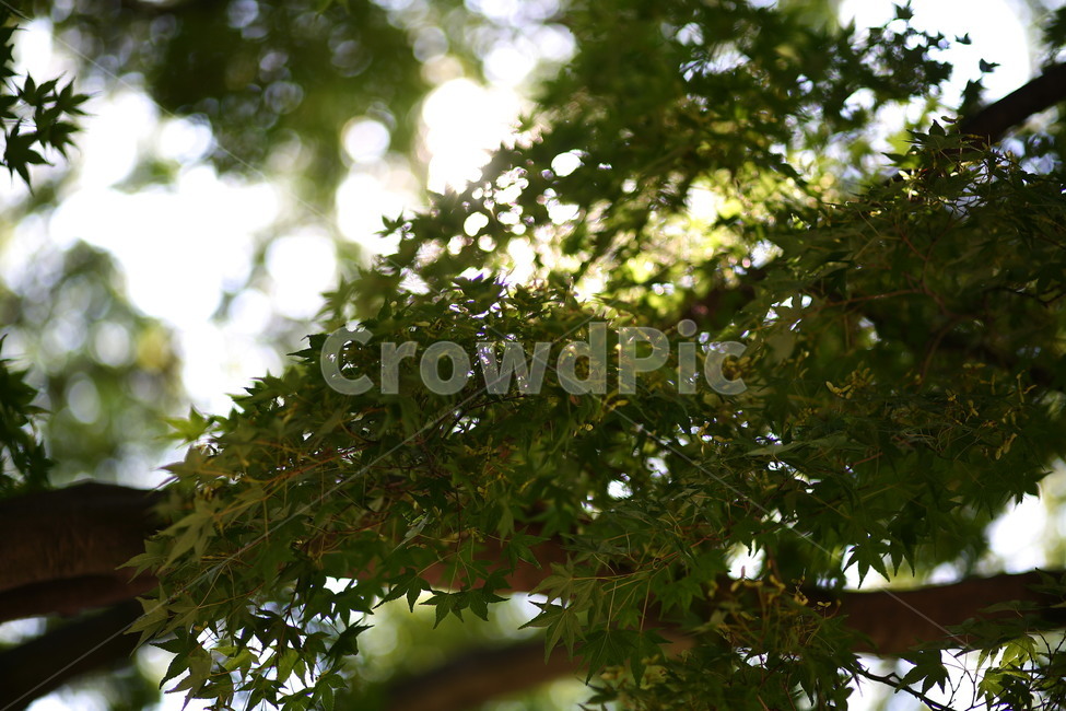 leaf,잎,plant,식물,tree,나무,빛,플레어,식물,자연,plants,nature,나무,trees,wood