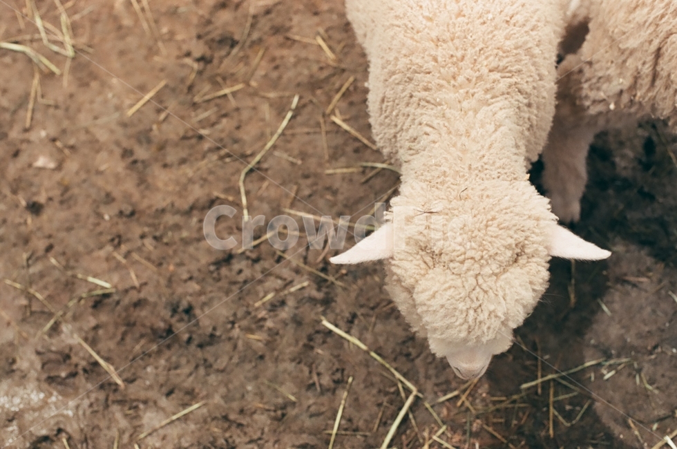 포유류,양,동물,animal,sheep,동물,animal,포유류,mammal