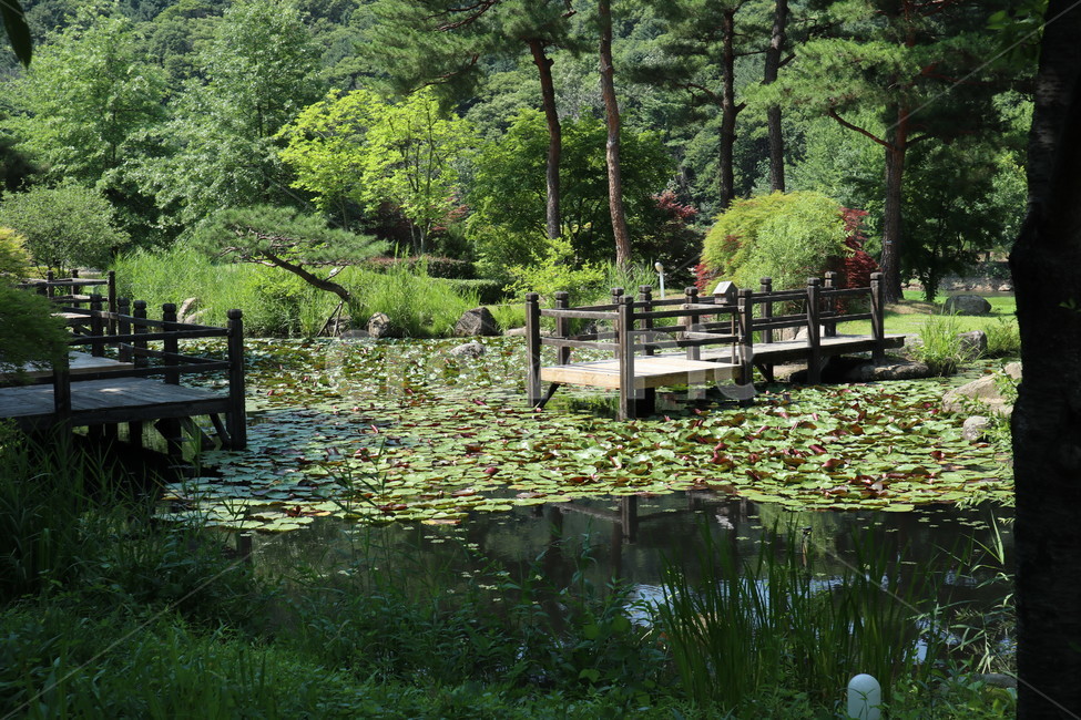 연못,경치,휴식,나들이,화려한,화사한,자연,풍경,nature