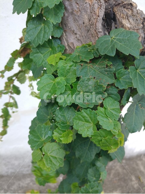 덩쿨,담쟁이,식물,나무,자연,식물,자연,plants,nature