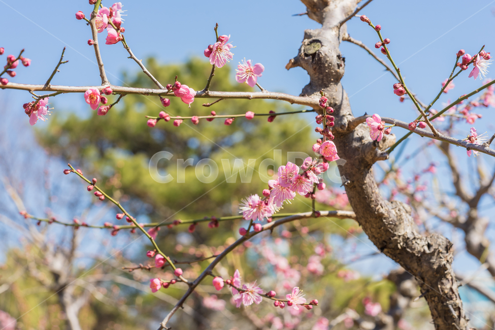 꽃,홍매화,매화,봄,자연,풍경,꽃사진,spring,flower,nature,beauty,macro,봄,계절,spring,season,식물,자연,plants,nature,꽃,flower,감성,sensible,feeling,plant,blossom