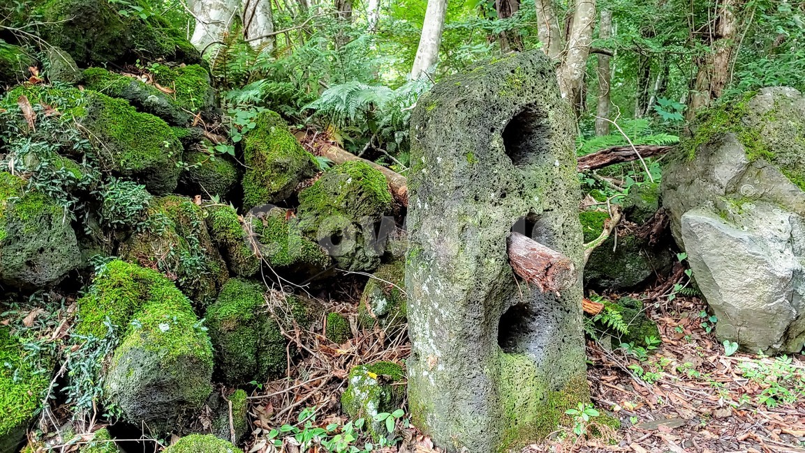 제주도,제주숲,곶자왈,제주원시림,제주화산암,jejuforest,nature,green,jejuforestlandscape,tree,forest,자연,제주도자연