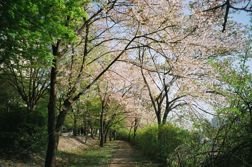 자연풍경,꽃,벚꽃,산책로,감성사진,색감,봄,color,spring,flower,봄,계절,spring,season,plant,식물