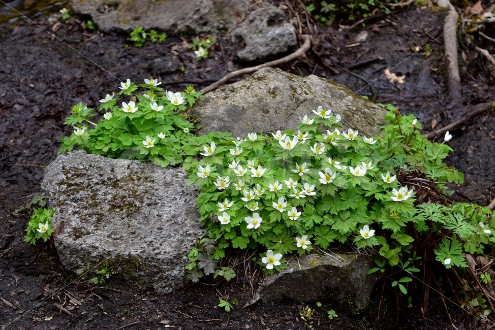 모데미풀,봄,야생화,꽃,청태산,강원도,봄꽃,고산야생화,감성,wildflower,산꽃,봄야생화,계곡,이끼,꽃말,슬픈추억,아쉬움,MegaleranthissaniculifoliaOhwi,금매화아재비,운봉금매화,식물,자연,식생,생태,식물,자연,plants,nature,꽃,flower