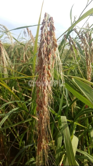 논,논풍경,벼,들판,논농사,곡류,곡식,cereals,산업,industry,industrial,농업,농사,agriculture,farming,farming industry